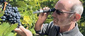 Reif die Lese? Mit einem Handrefrektometer kontrolliert Winzer Manfred Lindicke, ob die Beeren geerntet werden können. Foto: dapd/Theo Heimann