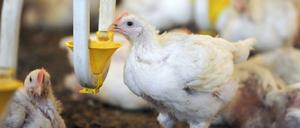 Konventionelle Massentierhaltung gerät in Zeiten von Bio und Öko immer wieder in die Diskussion.