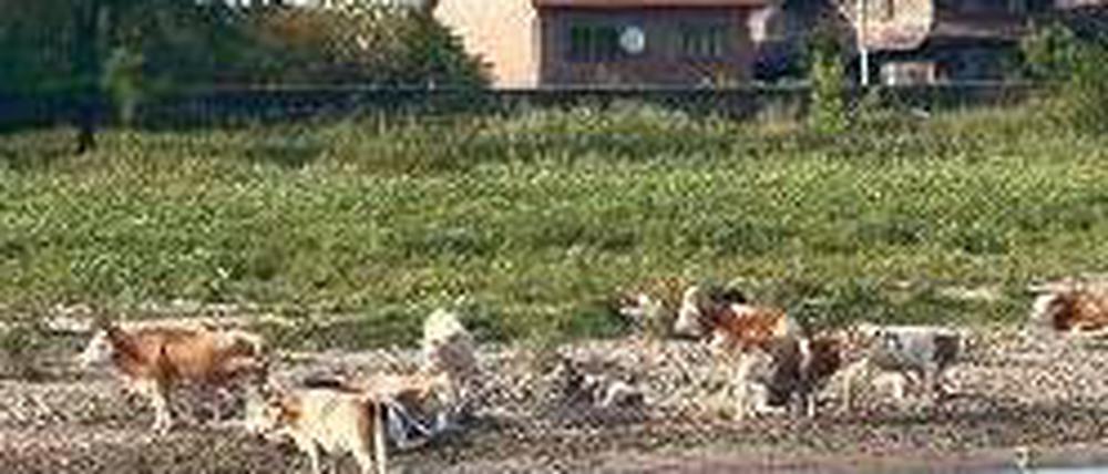 Bewährt. Die Bauern bauen ihre Häuser auf Anhöhen am Ufer.