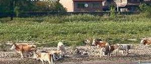 Bewährt. Die Bauern bauen ihre Häuser auf Anhöhen am Ufer.