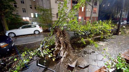 In der Pestalozzistraße in Berlin liegt ein entwurzelter Baum.