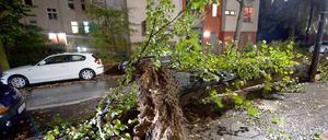 In der Pestalozzistraße in Berlin liegt ein entwurzelter Baum.