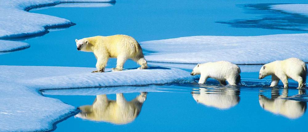Als Rosneft-Partner bekäme BP Zugang zu den Öl- und Gasfeldern im Nordpolarmeer. Das verliert schon wegen des Klimawandels stetig an Eis.
