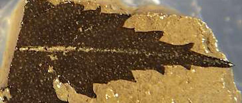 Zeitzeuge. Ein 24.700 Jahre altes Blatt aus dem Suigetsu-See in Japan. 