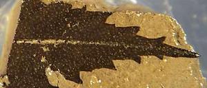 Zeitzeuge. Ein 24.700 Jahre altes Blatt aus dem Suigetsu-See in Japan. 