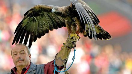Steinadler "Attila", Oberstudienrat und Maskottchen von Eintracht Frankfurt, blickt zufrieden auf die Lernerfolge der Frankfurter Schüler.