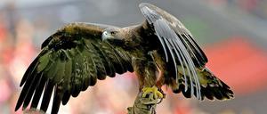 Steinadler "Attila", Oberstudienrat und Maskottchen von Eintracht Frankfurt, blickt zufrieden auf die Lernerfolge der Frankfurter Schüler.