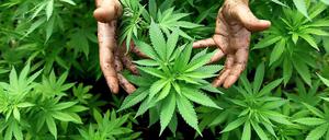 Cannabis ist eine illegale Droge und unterliegt dem Betäubungsmittelgesetz. Das dürfe nicht verharmlost werden, so Bundes-Drogenbeauftragte Dykmans.