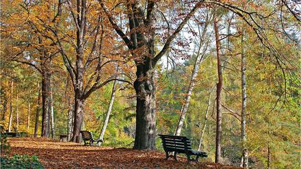 Ein Waldgrundstück - herrenlos?