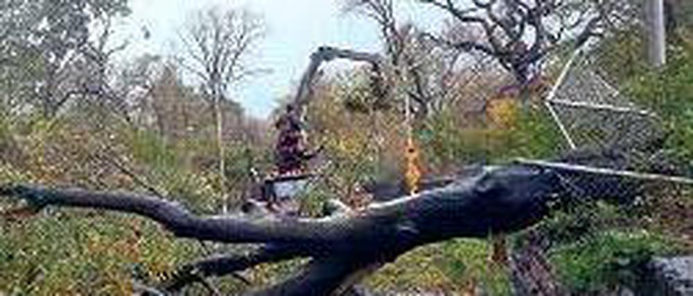 Durch den Central Park führt auch ein Abschnitt der Marathon-Strecke Foto: AFP