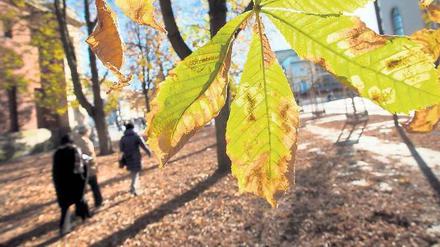 Das Blatt soll sich wenden: Der Senat verspricht 10 000 neue Straßenbäume.