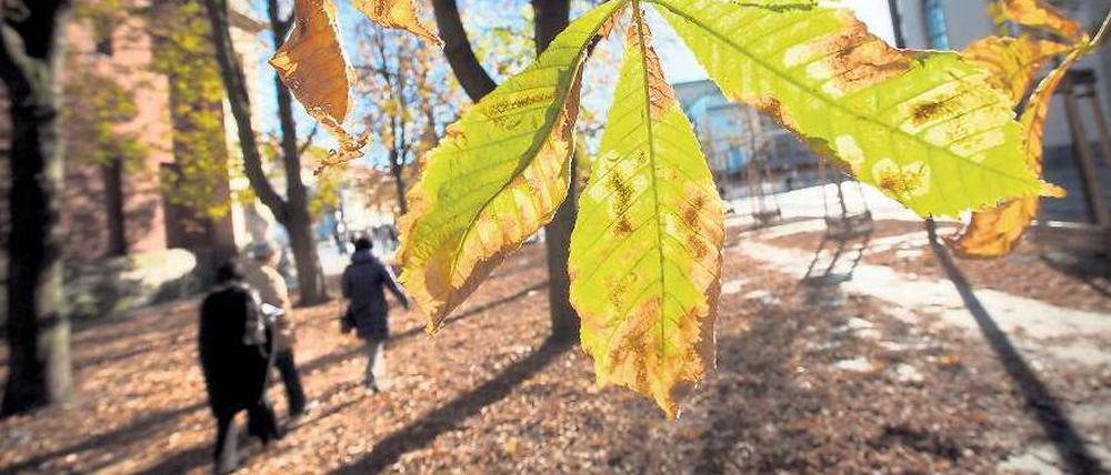 Das Blatt soll sich wenden: Der Senat verspricht 10 000 neue Straßenbäume.