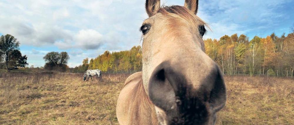 In Lichterfelde ersetzen Pferde bereits Rasenmäher. Vielleicht auch bald auf dem Tempelhofer Feld.