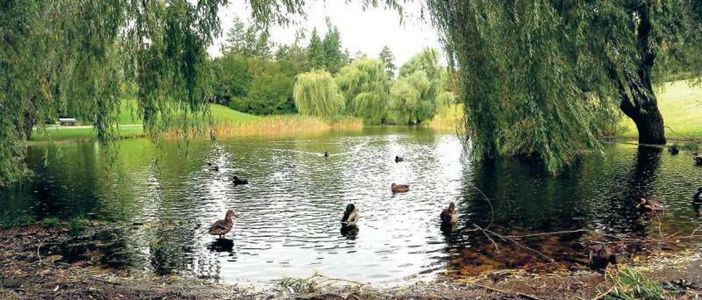 Idyll, fast geheim. Der Thielpark mit seinen von Weiden umstandenen Teichen.