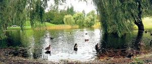 Idyll, fast geheim. Der Thielpark mit seinen von Weiden umstandenen Teichen.