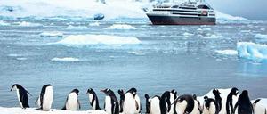 Gästeempfang. Ob sich Pinguine über Kreuzfahrtschiffe freuen, steht auf einem anderen Blatt. In der Antarktis lagern sich Rußpartikel auf dem Eis ab.