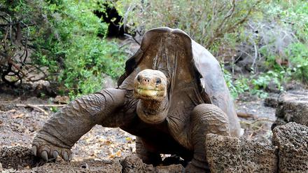 Die Riesenschildkröte "Lonesome George" verstarb im Juni dieses Jahres.