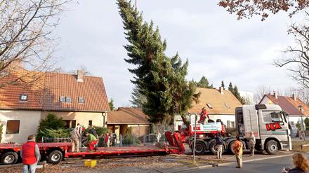 Profis fällen die Fichte in Mariendorf, die am Freitag aufgestellt werden soll.