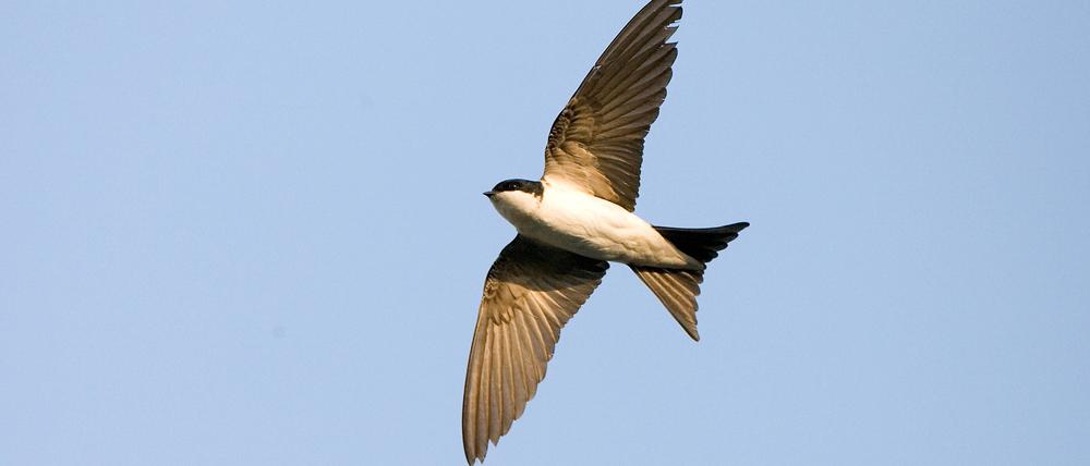 Nach aktuellen Schätzungen der Deutschen Vogelschutzwarten sterben allein in Deutschland jedes Jahr mindestens 100 Millionen Vögel durch Kollision mit Glasscheiben.