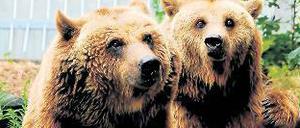 Langzeitmieter. Maxi und Schnute leben seit 1981 in ihrem Bärenzwinger am Köllnischen Park in Mitte. Den Bezirk kostet das 90 000 Euro im Jahr.