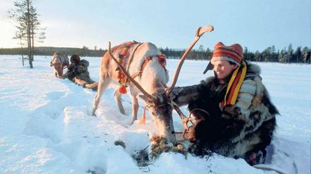 Die beiden halten zusammen. Heute lebt nur noch ein kleiner Prozentsatz der Samen im Norden Finnlands von der Rentierzucht. Doch die Tiere sind nicht wegzudenken aus der Region.