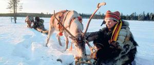 Die beiden halten zusammen. Heute lebt nur noch ein kleiner Prozentsatz der Samen im Norden Finnlands von der Rentierzucht. Doch die Tiere sind nicht wegzudenken aus der Region. 