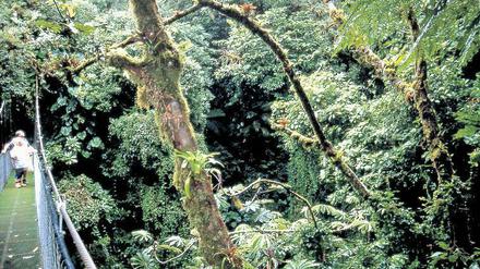 Schutzzone im Nebelwald Monteverde – ein Vorzeigeprojekt in Costa Rica.