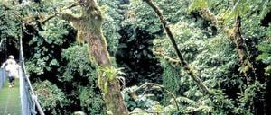 Schutzzone im Nebelwald Monteverde – ein Vorzeigeprojekt in Costa Rica.