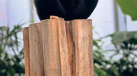 Affenthron. Gorilladame Yene kam aus England ins Tropenhaus des Darwineums.