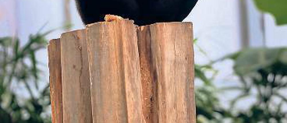 Affenthron. Gorilladame Yene kam aus England ins Tropenhaus des Darwineums.