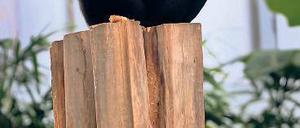 Affenthron. Gorilladame Yene kam aus England ins Tropenhaus des Darwineums.