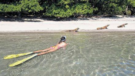 Vorsicht. Auch schwimmend sollte man dem Komodowaran nicht zu nah kommen. Die bedrohte Tierart schwimmt nicht gern, kann es aber. Und der Biss ist tödlich.