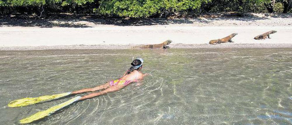 Vorsicht. Auch schwimmend sollte man dem Komodowaran nicht zu nah kommen. Die bedrohte Tierart schwimmt nicht gern, kann es aber. Und der Biss ist tödlich.