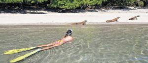 Vorsicht. Auch schwimmend sollte man dem Komodowaran nicht zu nah kommen. Die bedrohte Tierart schwimmt nicht gern, kann es aber. Und der Biss ist tödlich.