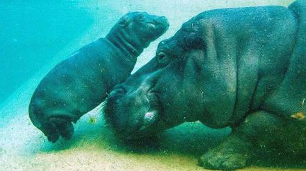 Auf Tauchstation. Mit Mutter "Kathi" durfte das neue Flusspferd-Junge erstmals ins Schaubecken des Berliner Zoos.