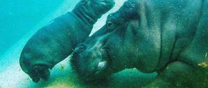 Auf Tauchstation. Mit Mutter "Kathi" durfte das neue Flusspferd-Junge erstmals ins Schaubecken des Berliner Zoos.