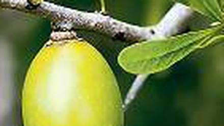 Wertvoll. Das Öl der Frucht gilt auch als Anti-Aging-Mittel. Foto: picture-alliance