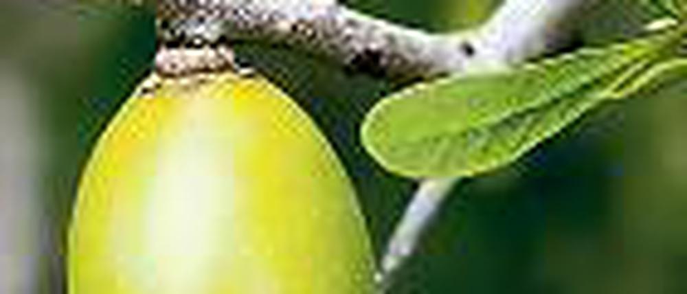 Wertvoll. Das Öl der Frucht gilt auch als Anti-Aging-Mittel. Foto: picture-alliance