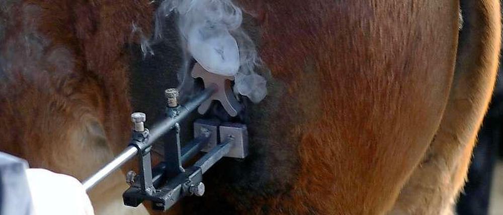 Heißes Eisen - ein Fohlen wird gebrandmarkt