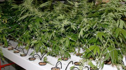 Zur Eigentherapie dürfen Schwerkranke unter bestimmten Bedingungen nun selbst Cannabis anbauen.