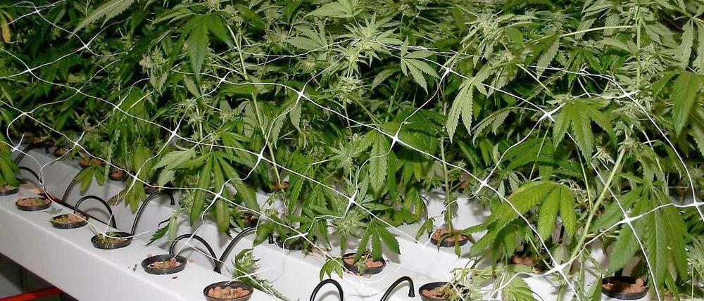 Zur Eigentherapie dürfen Schwerkranke unter bestimmten Bedingungen nun selbst Cannabis anbauen.