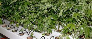 Zur Eigentherapie dürfen Schwerkranke unter bestimmten Bedingungen nun selbst Cannabis anbauen.