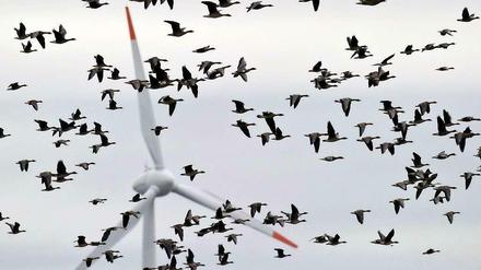 Die Bundesregierung ist zuversichtlich, was die Energiewende angeht.
