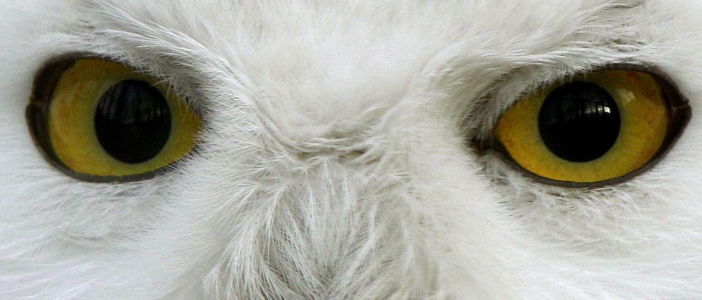 Präziser, fokussierter Blick. Wird die nachtaktive Eule das neue Wappentier des "ARD / ZDF / Deutschlandfunk Gebührenservice", besser bekannt als GEZ?