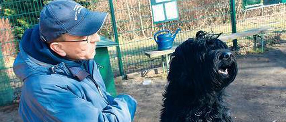 Aus! Hundetrainer könnten Klaus Wowereit zum Rücktritt bewegen. Foto: dpa