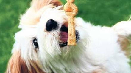 Weil die Preise für Rohstoffe wie Getreide steigen, müssen Hundehalter auch fürs Futter mehr bezahlen.