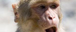 Ausdrucksstark. Rhesusaffen kommunizieren mittels rhythmischer Gesichtsbewegungen.