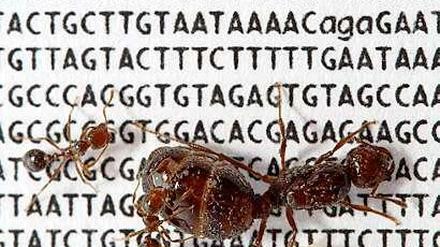 Du bist meine Königin. Die Arbeiterinnen unter den Feuerameisen kümmern sich nur um eine Königin, die die gleiche Variante ihres sozialen Chromosoms in sich trägt. 