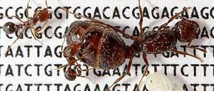 Du bist meine Königin. Die Arbeiterinnen unter den Feuerameisen kümmern sich nur um eine Königin, die die gleiche Variante ihres sozialen Chromosoms in sich trägt. 