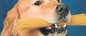 Pastaparty. Hunde können auch stärkehaltige Nahrung gut verwerten. 